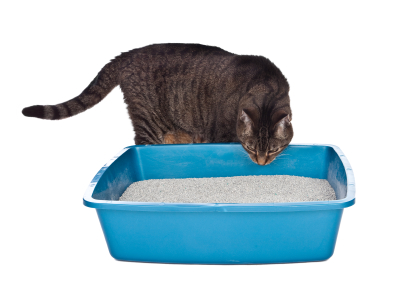 adult cat investigating litter tray